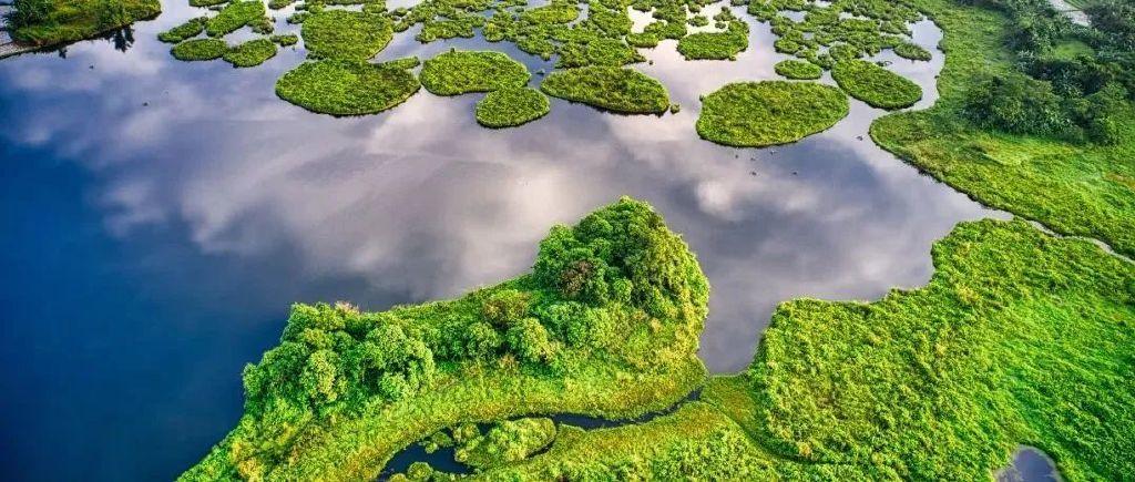 临湘本地菜园
